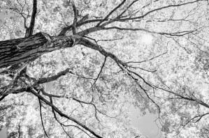 Tree Branches in Light