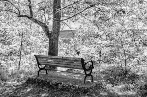 Shaded Bench Under Tree