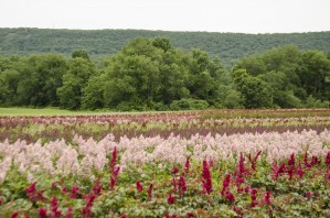 Field of Flowers