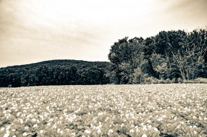 Flower Country Field