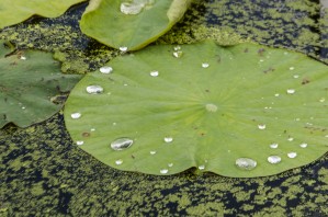 Lily Pad with Water Drops