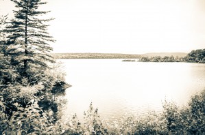 Lake View with Pine Tree
