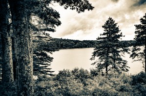 Pine Tree at Lake