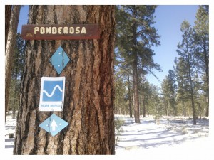 Ponderosa Trail