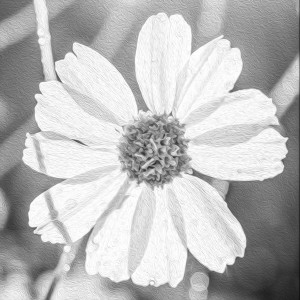 Fine Art Flower 2
