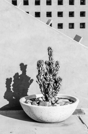 Cactus in Concrete Bowl