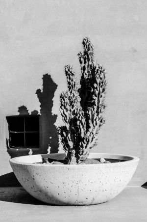 Cactus in a Concrete Bowl