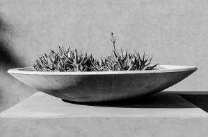 Concrete Bowl with Cactus