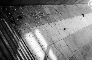 Concrete and Leaves