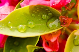 Water Droplets in Leaf