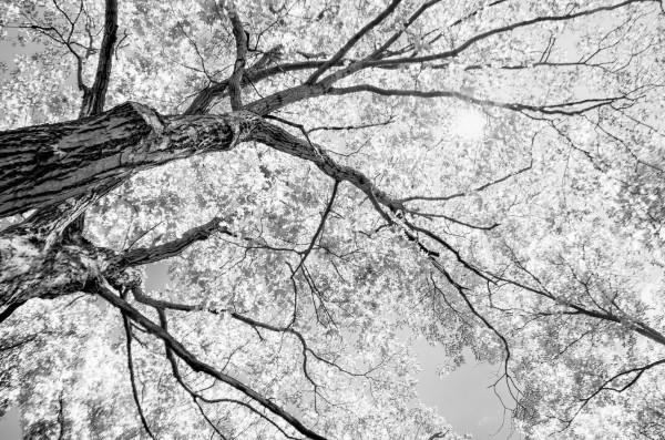 Tree Branches in Light Print