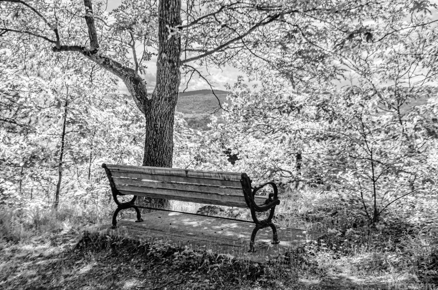 Shaded Bench Under Tree