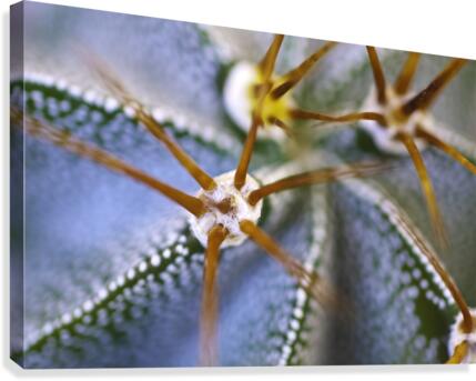 Cactus Plant Canvas Print