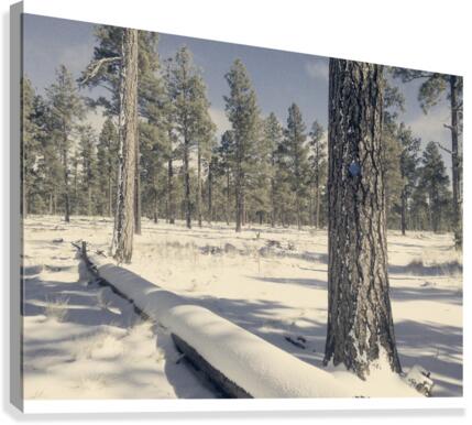 Rosey Trail Canvas Print