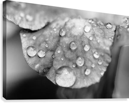 Droplets on Leaf Canvas Print