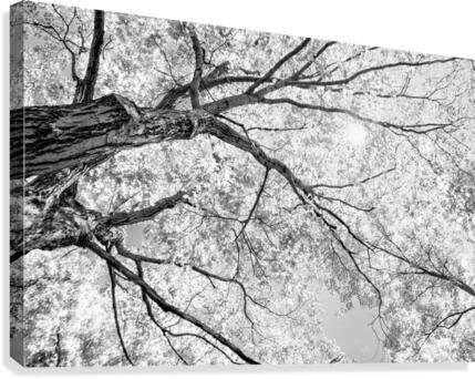 Tree Branches in Light Canvas Print
