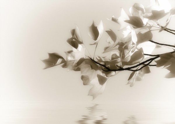 Symphony by Dagmar Marina