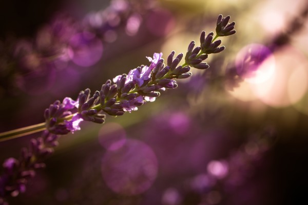 Lavendel by Dagmar Marina