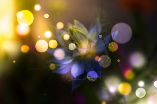 Light Magic by Dagmar Marina