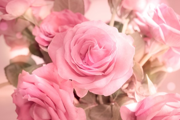 rosa rosenbouquet by Dagmar Marina