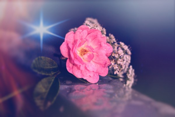 stern der rose by Dagmar Marina