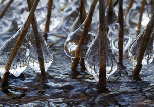 icicles on reeds