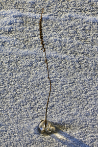 solitude icy plant on lake ice