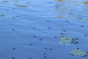 water striders