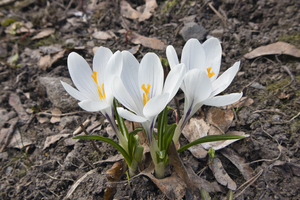 White spring crocus flowers