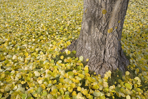 aspen tree trunk and yellow leaves on ground
