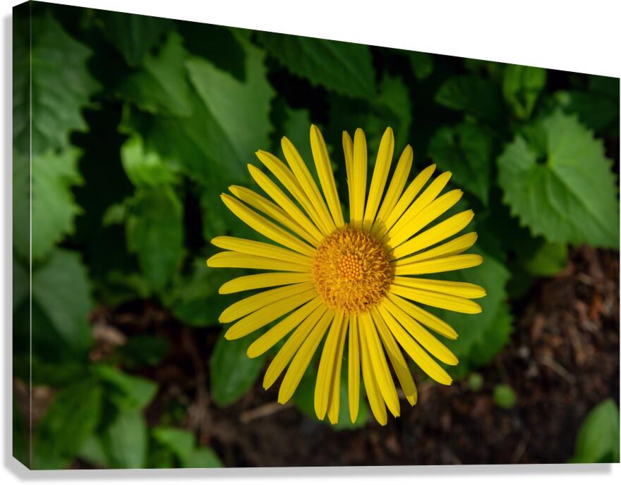 Leopards bane Canvas Print