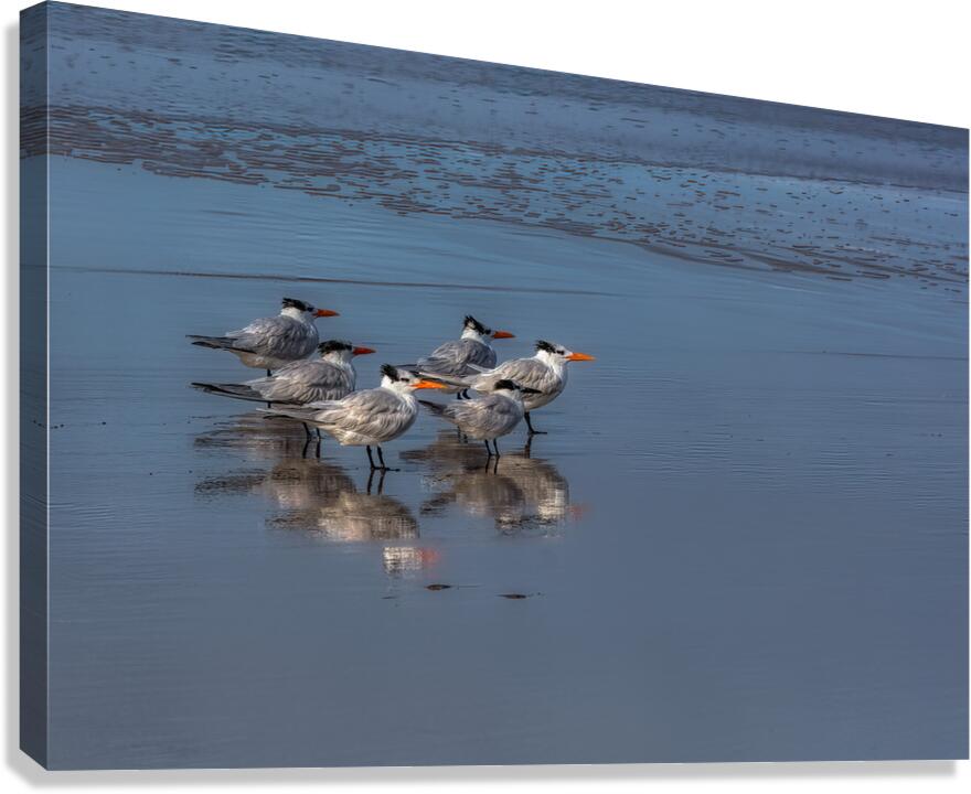 BIR 02193 Canvas Print