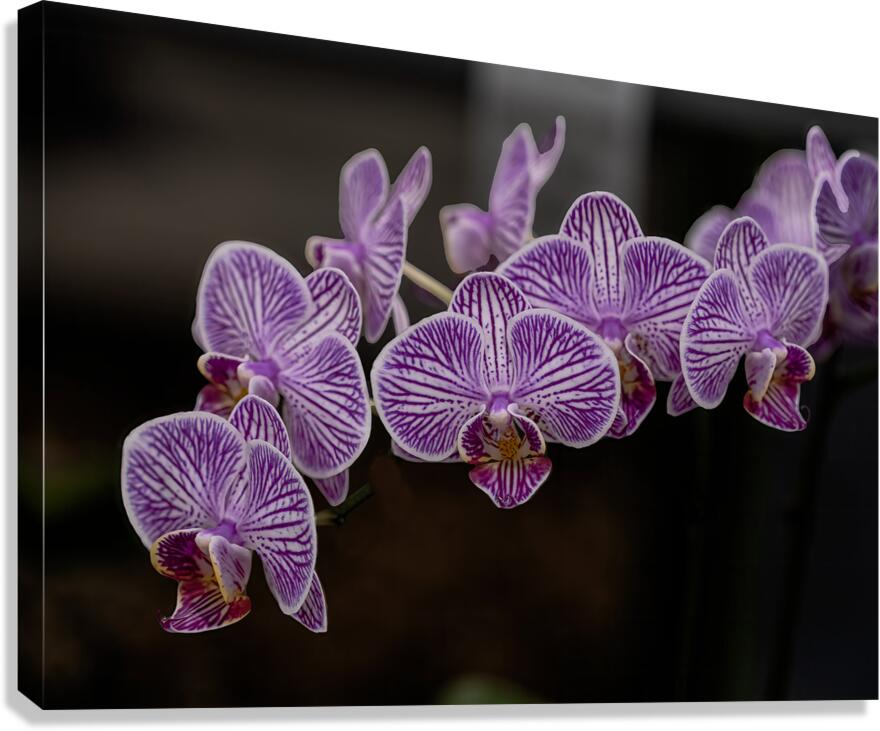 FLO 02268 Canvas Print
