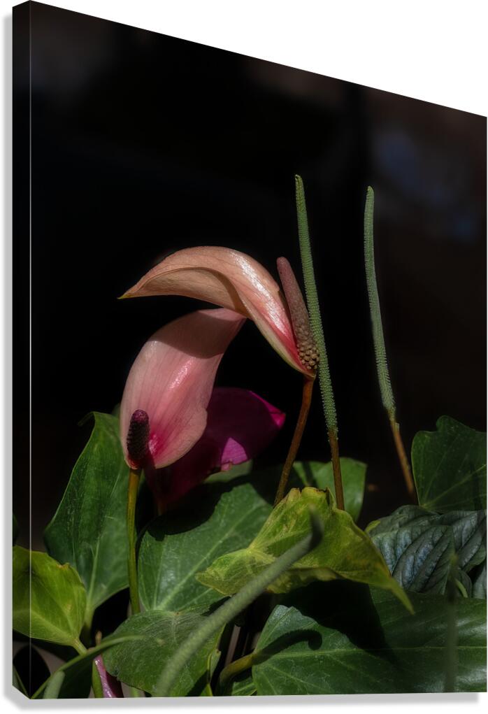 FLO 02286 Canvas Print