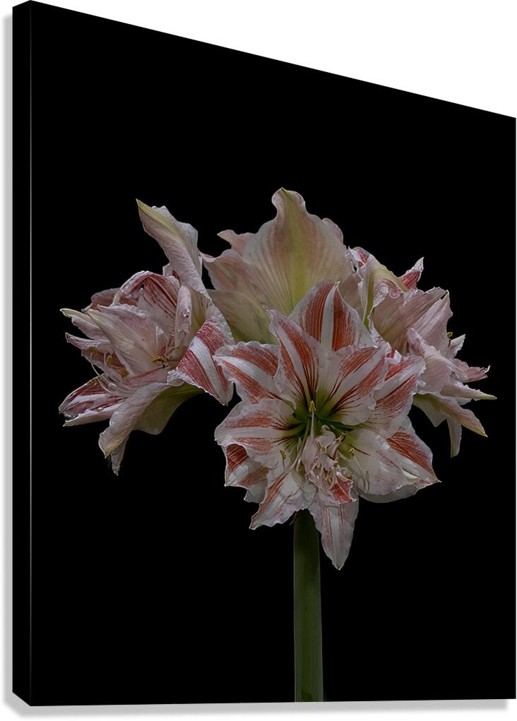 FLO 02276 Canvas Print
