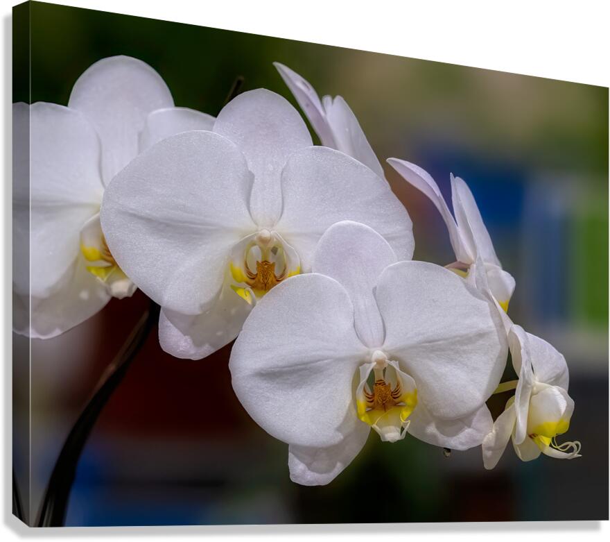 FLO 02271 Canvas Print