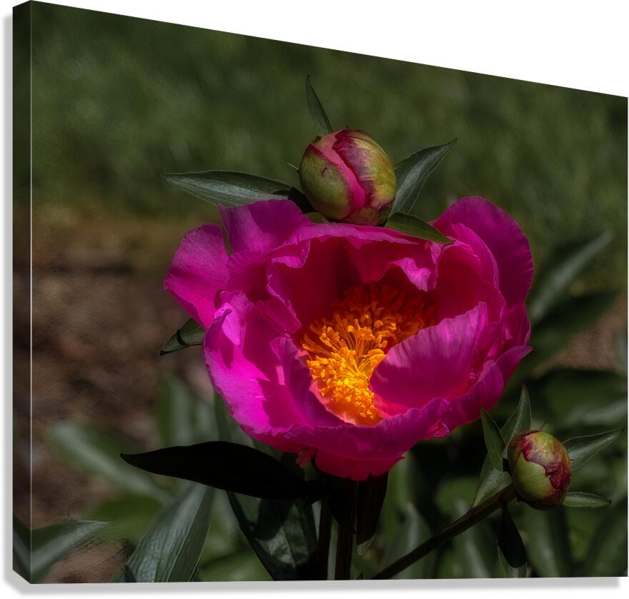FLO 02285 Canvas Print