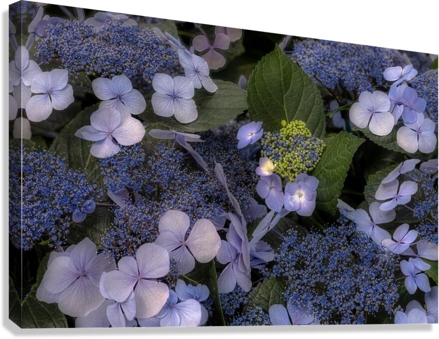 FLO 02294 Canvas Print