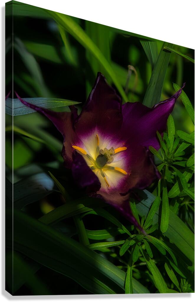 FLO 02207 Canvas Print