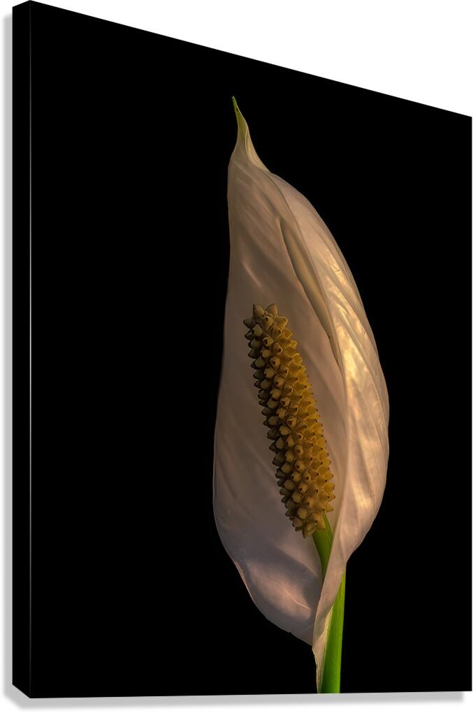 FLO 02218 Canvas Print