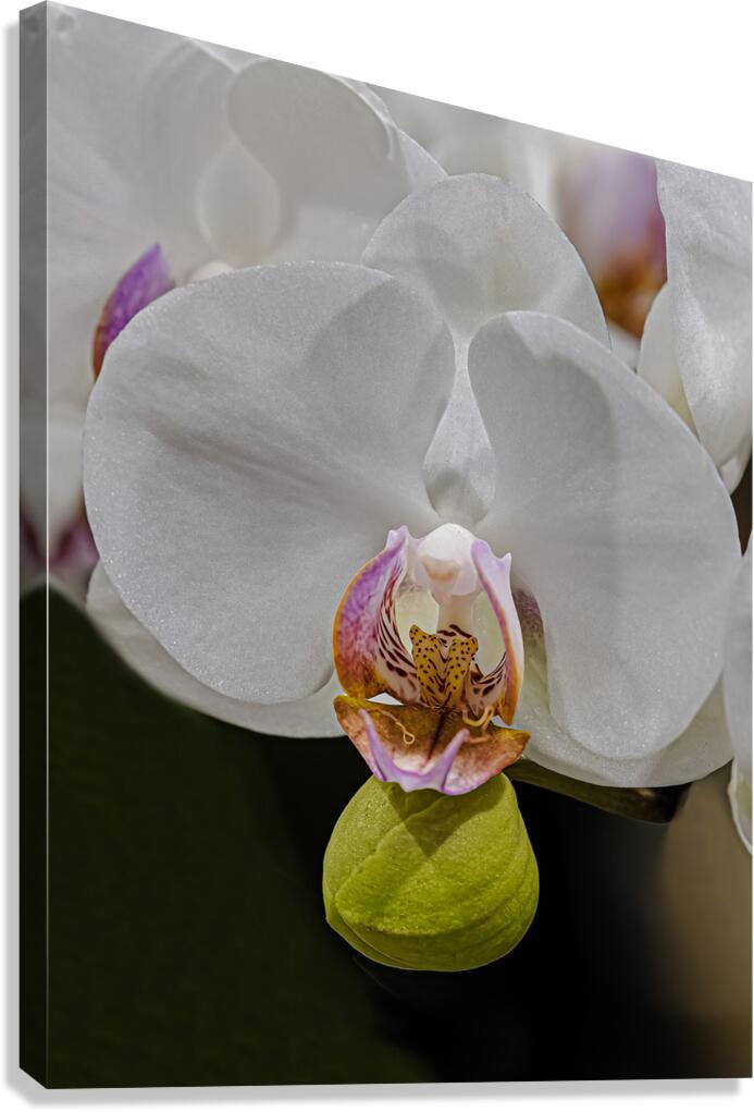 FLO 02269 Canvas Print