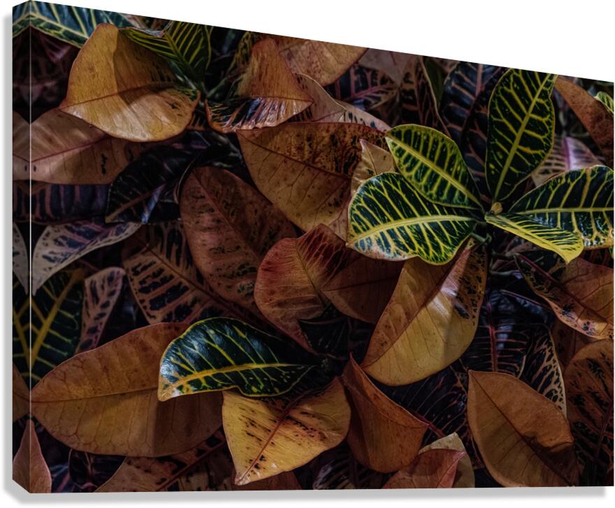 FLO 02278 Canvas Print
