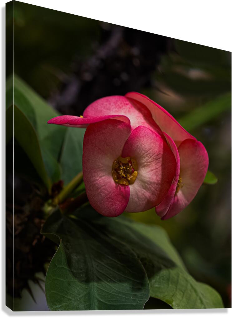 FLO 02275 Canvas Print