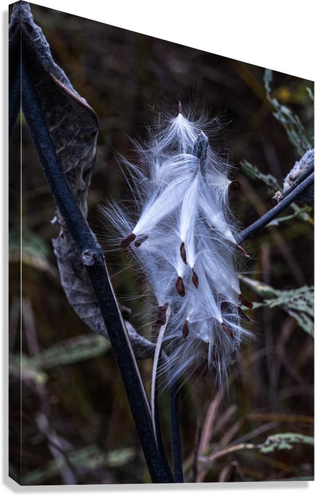 FLO 02312 Canvas Print
