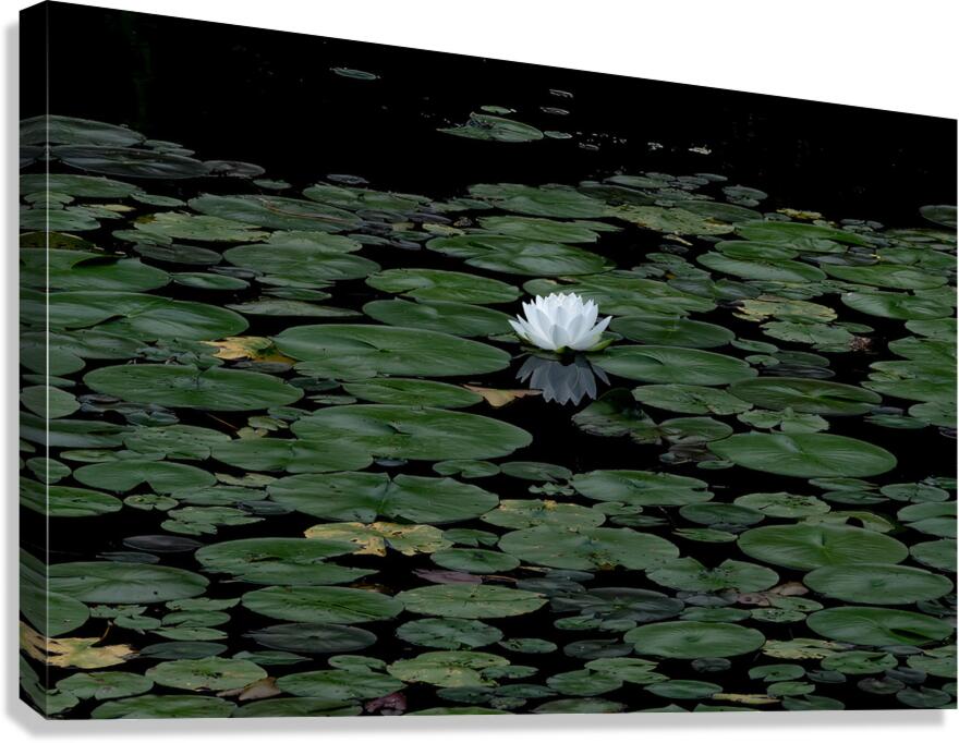 FLO 02302 Canvas Print