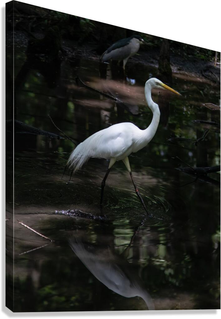 BIR 02417 Canvas Print