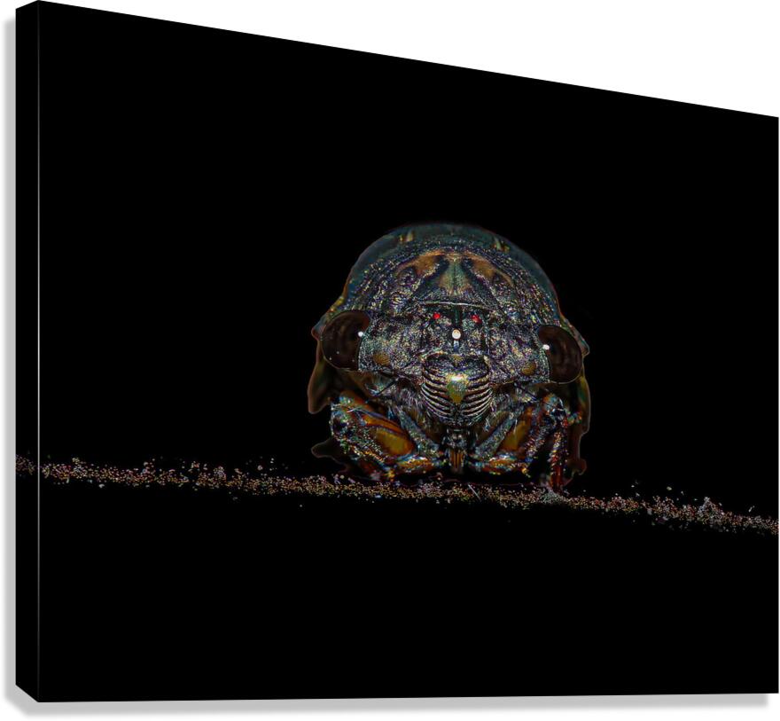 INS 02426 Canvas Print