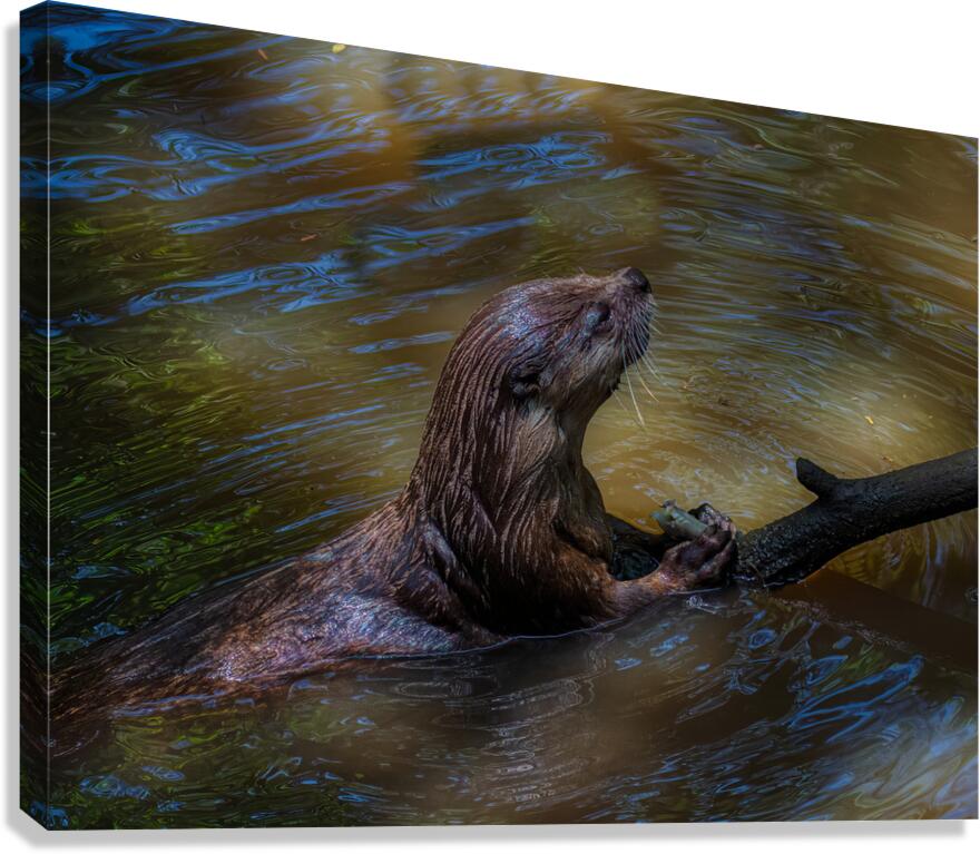 ANI 02433 Canvas Print