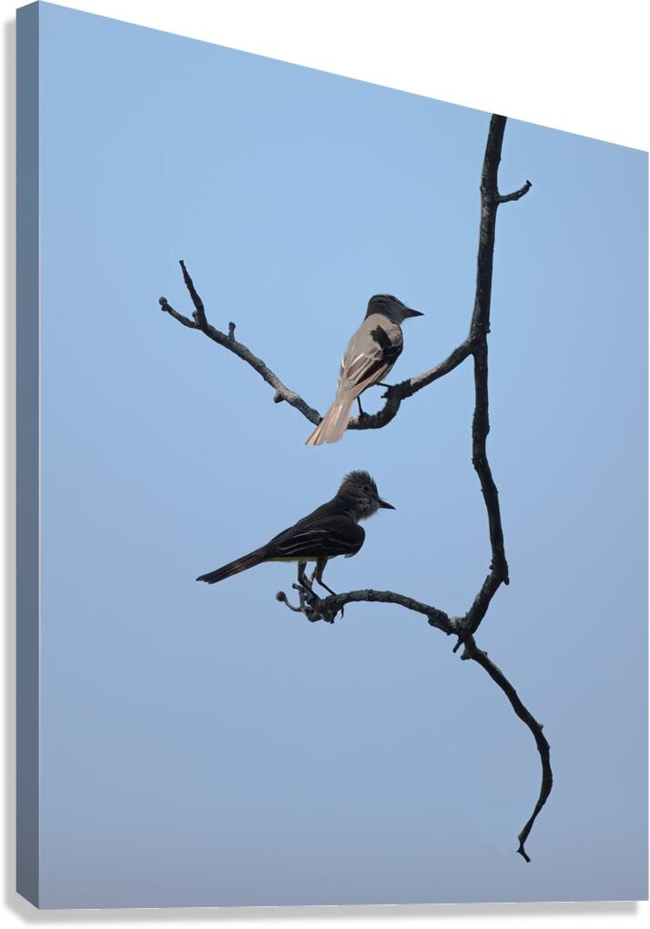 BIR 02448 Canvas Print