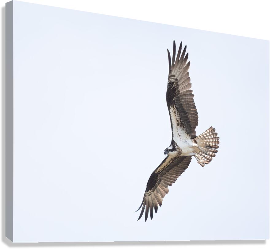 BIR 02429 Canvas Print